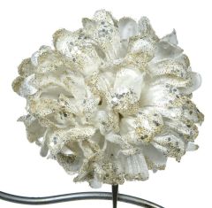 Creme Hvit Dahlia 