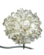 Creme Hvit Dahlia